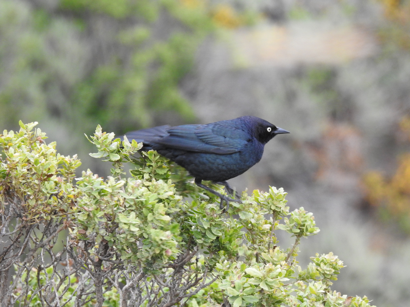 image Brewer's Blackbird